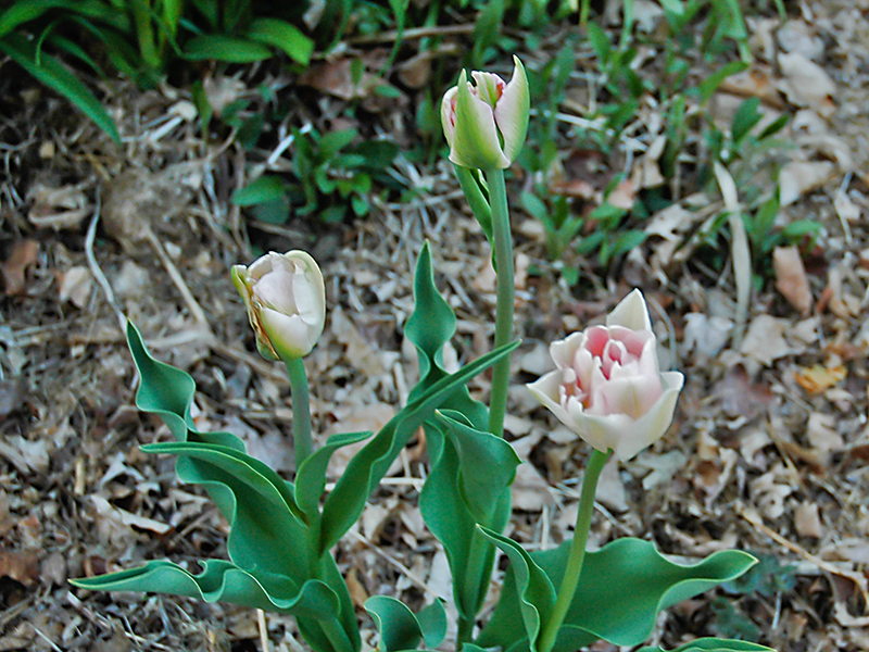 Tulipa Angelique Pascoe-frm-2.JPG